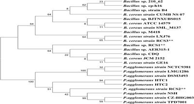 Probiotic Potential of Indigenous (Bacillus sp. RCS1, Pantoea agglomerans RCS2, and Bacillus cereus strain RCS3) Isolated From Cobia Fish (Rachycentron canadum) and Their Antagonistic Effects on the Growth of Pathogenic Vibrio alginolyticus, Vibrio harveyi, Streptococcus iniae, and Streptococcus agalactiae